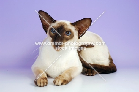 siamese chocolate point cat, lying down