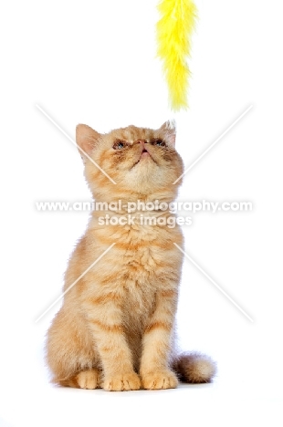 Exotic ginger kitten looking at its toy, isolated on a white background