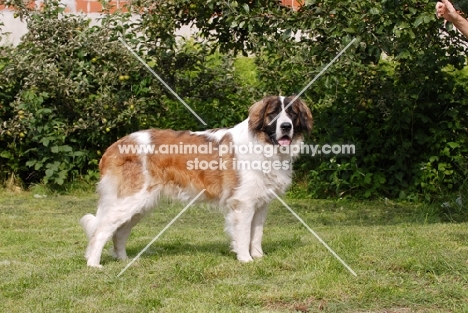 Champion Moscow Guard dog