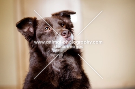 Headshot of red Australian Shepherd, indoors.