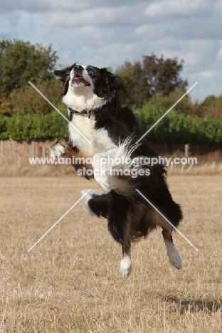 Border Collie jumping up