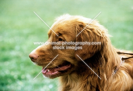 nova scotia duck tolling retriever at world show Vienna 