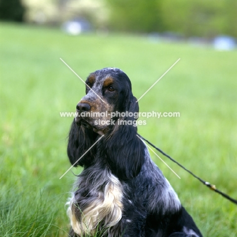 arigna avatartan, english cocker spaniel in usa trim, portrait