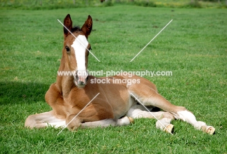 Dutch Warm Blood foal