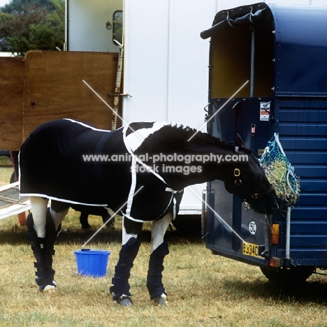 piebald pony, dressed for travel, eating hay from haynet