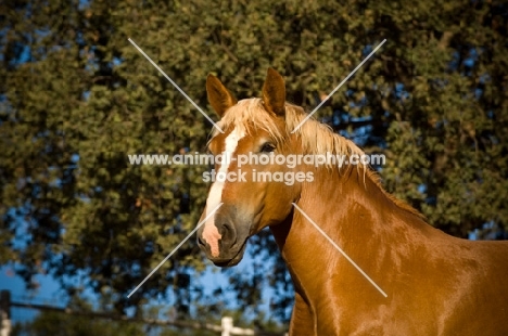 Belgian Draft horse