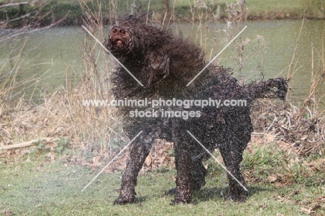 Barbet shaking dry