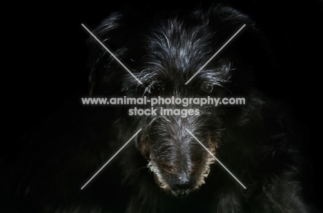 dark lurcher