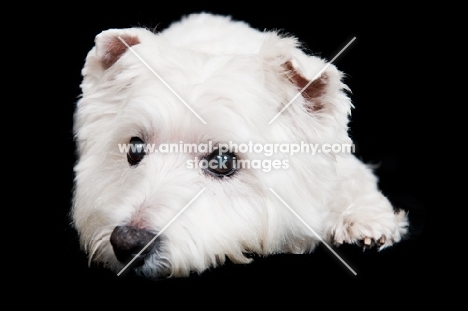 cute West Highland White Terrier in studio