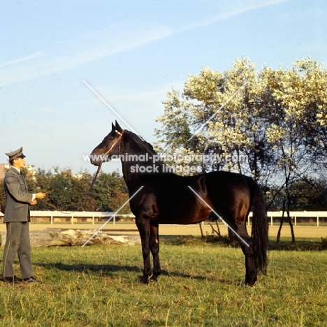 aldato, holstein stallion, ½ thoroughbred at elmshorn, germany