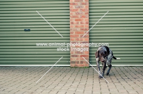 German Shorthaired Pointer (GSP) on parking place