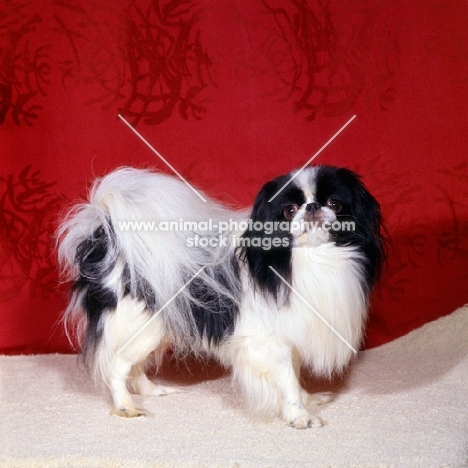 ch levanter nagasak, japanese chin