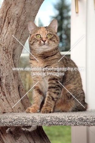 Manx cat in cat tree