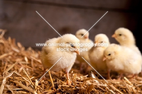 chicks on straw