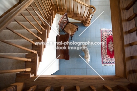 View of Cairn terrier on tile floor in home, taken from 2nd floor.