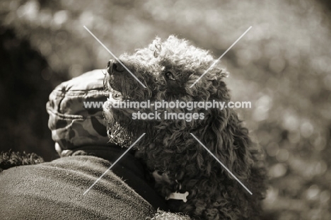 Lagotto Romagnolo embracing owner