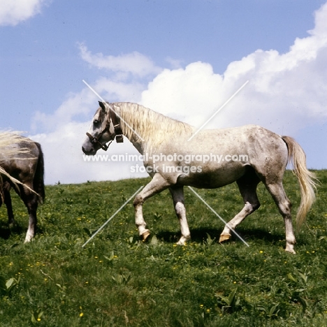 lipizzaner colt at stubalm, piber