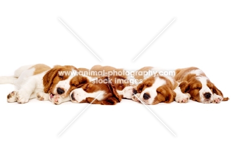 Welsh Springer Spaniel