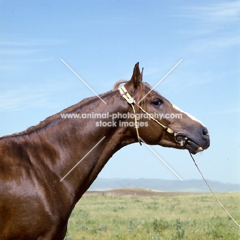 final (name of horse), karabair stallion headshot