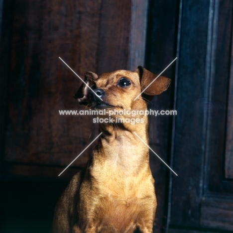 miniature pinscher looking up