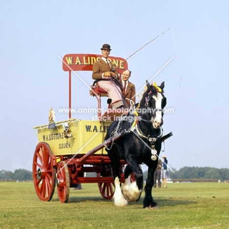 shire horse in a display, windsor