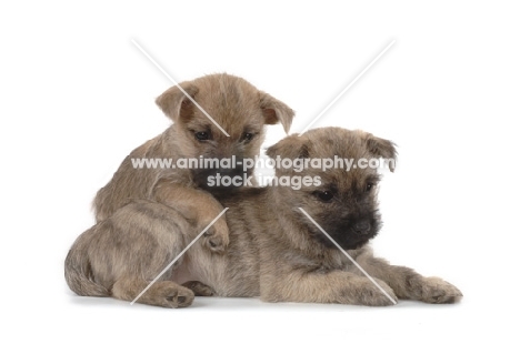 Cairn Terrier puppies on white background