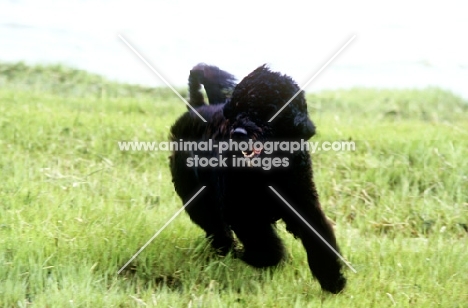 portuguese water dog in retriever clip, in usa running near water