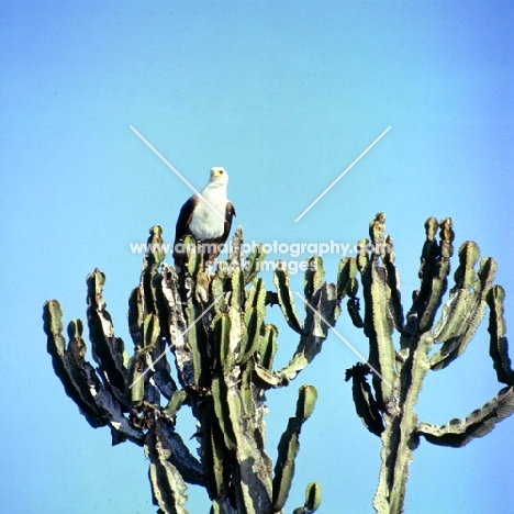 african fish eagle perched on a tree in africa