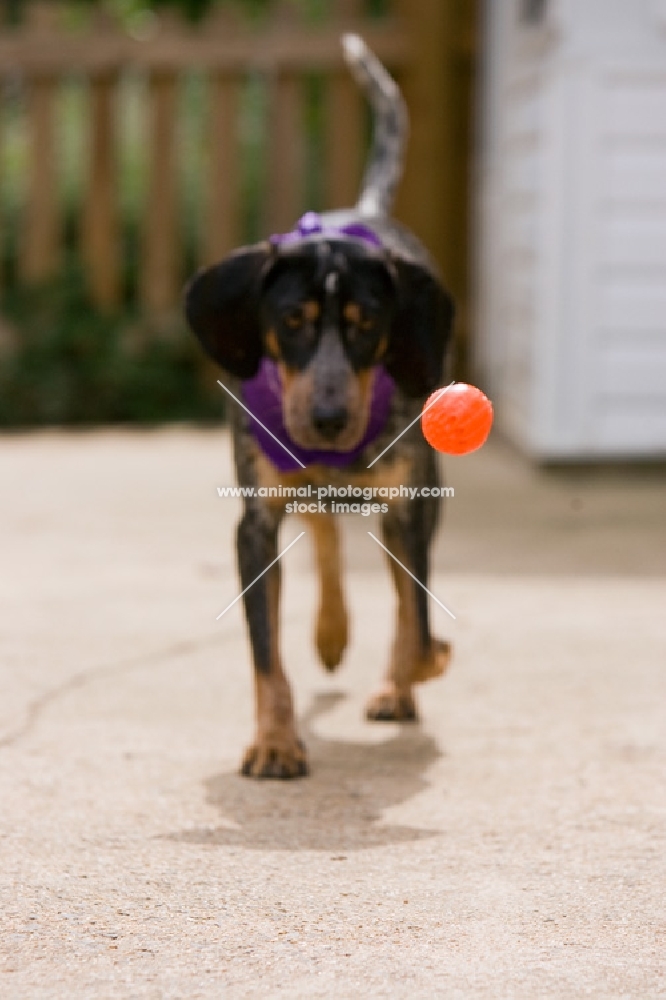 young blue tick coonhound chasing red ball