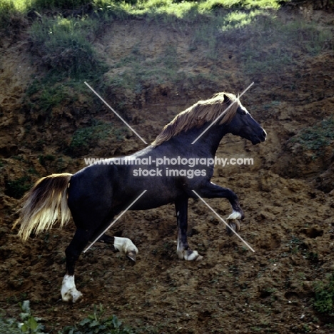 welsh cob sec d stallion trotting up bank