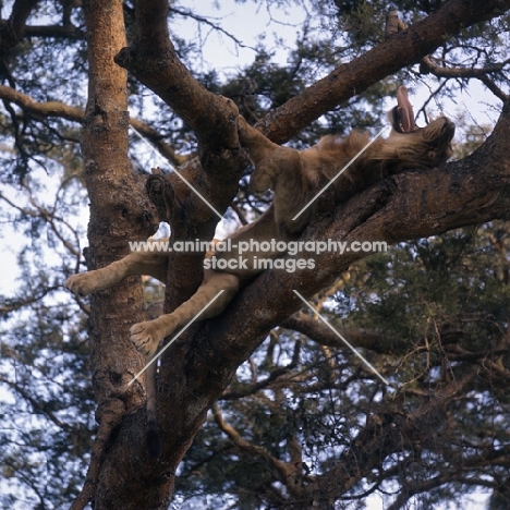 lion in tree yawning in queen elizabeth national park 