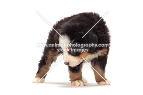bernese Mountain dog puppy looking down