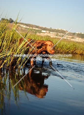 Hungarian Vizsla walking in water