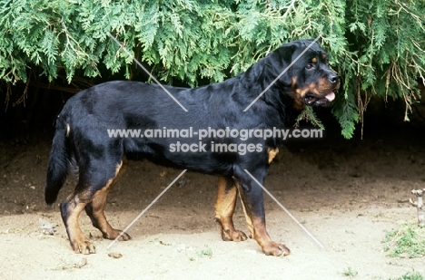 undocked rottweiler, side view