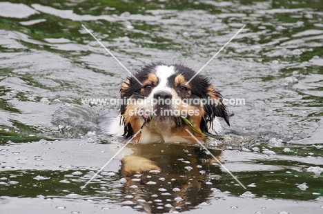 Australian Shepherd dog retrieving stick