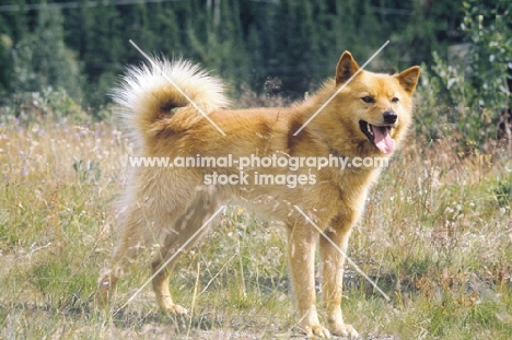 Finnish Spitz, side view