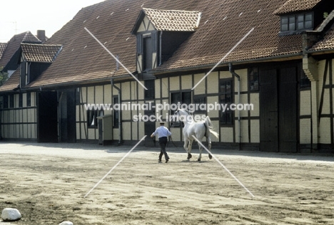 hanoverian stallion trotting past ancient buildings at celle state stud, germany