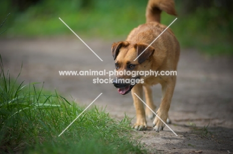 small mongrel dog walking on a path