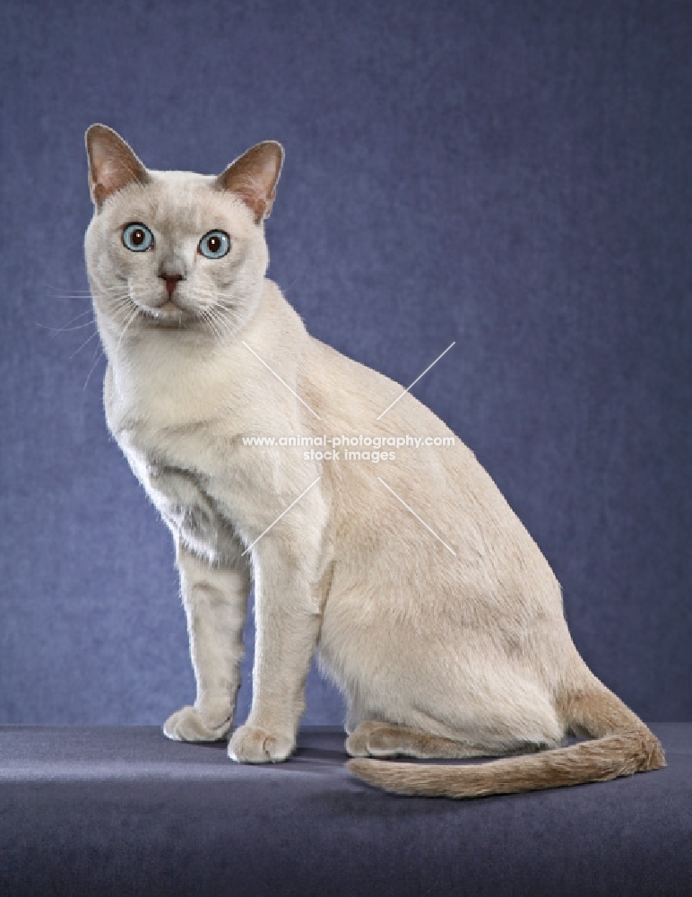 Tonkinese