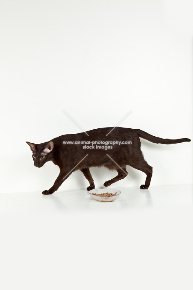 oriental shorthair cat walking past food