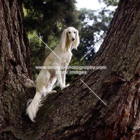 ch burydown iphigenia, saluki sitting in tree looking into camera