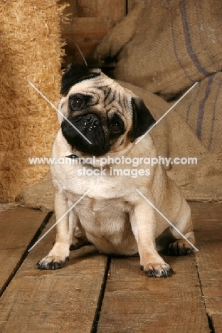 fawn Pug in barn