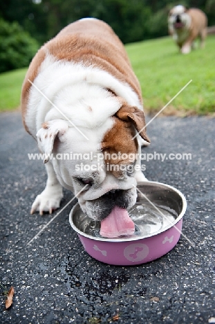 english bulldog drinking from water bowl