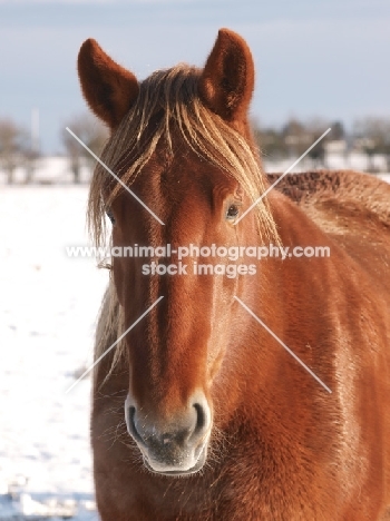 Suffolk Punch portrait