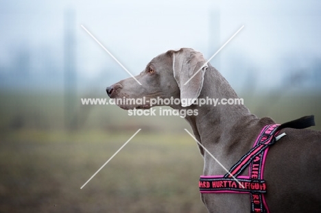 profile portrait of weimaraner wearing harness