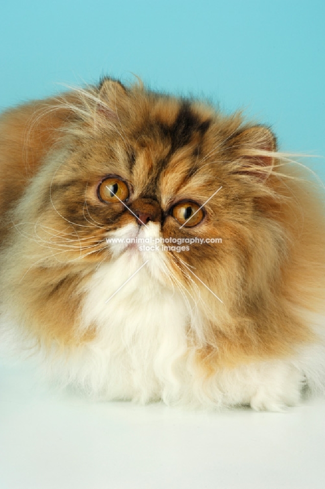tortie tabby and white persian cat portrait