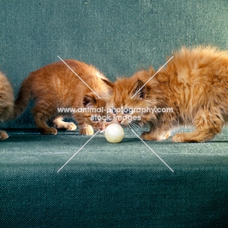 two red tabby long hair kittens looking at ping pong ball