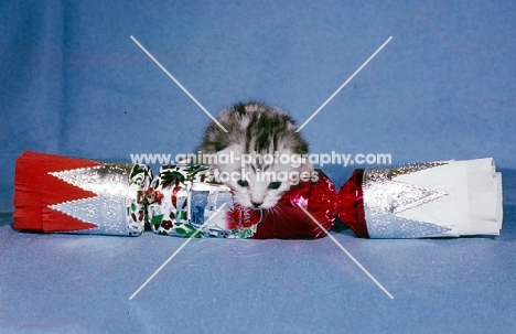 silver tabby kitten looking over a Christmas cracker