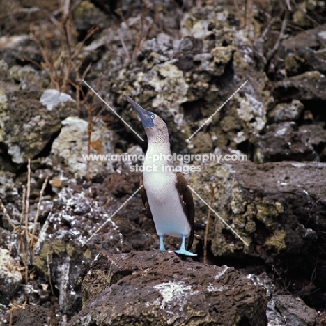 blue footed booby looking up, champion island, galapagos 