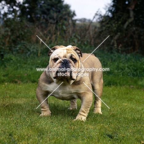 male bulldog standing on grass